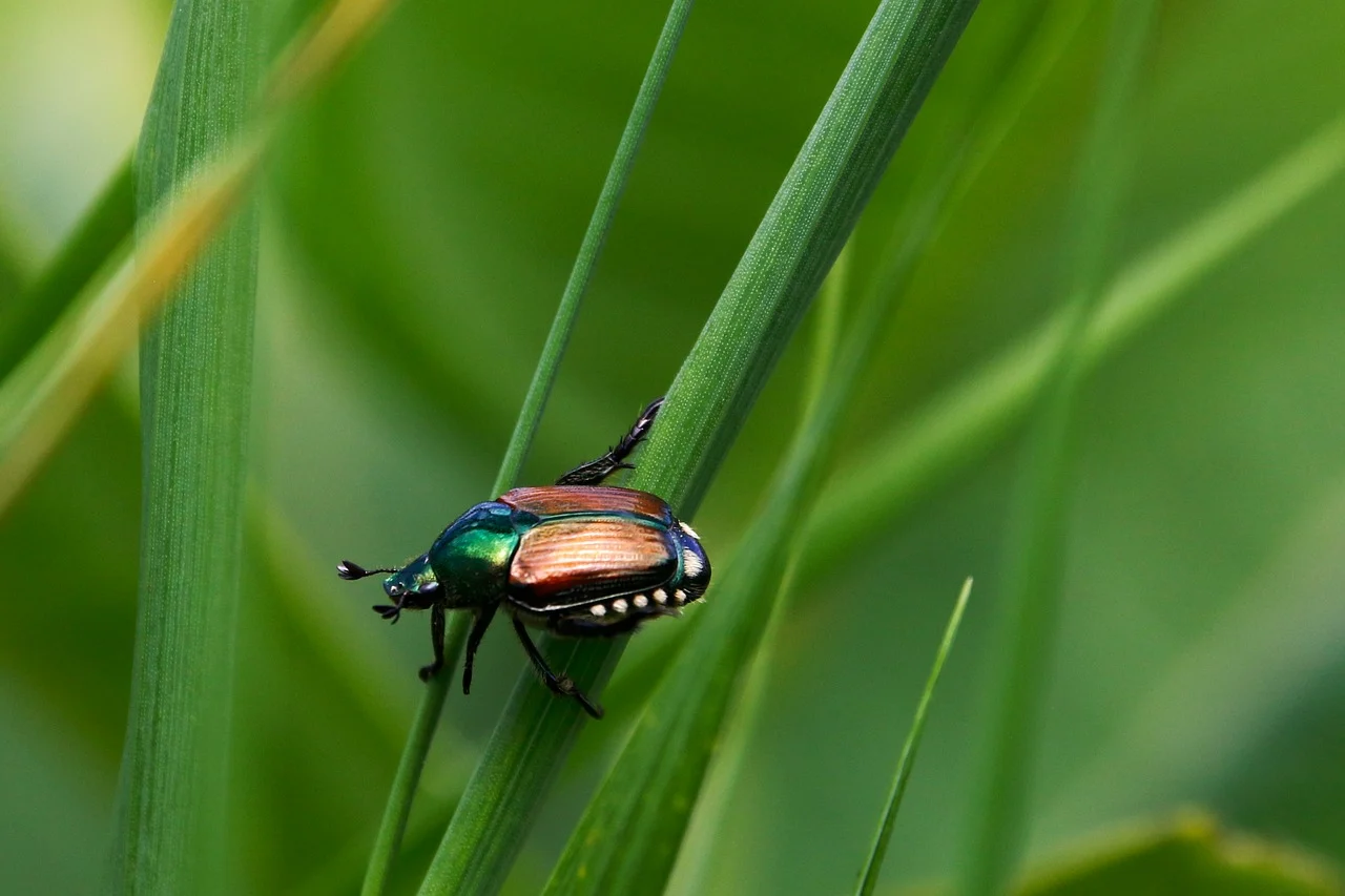 Battling Bugs: Top 3 Plant Pests in the Southeast 