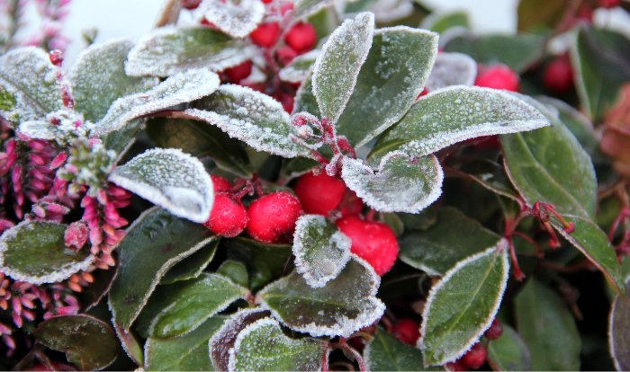 4 Tips to Avoid Frost and Freeze Damage on New Plantings 